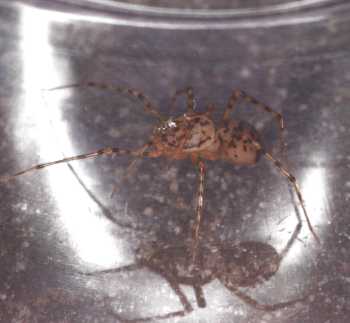 Scytodes thoricica